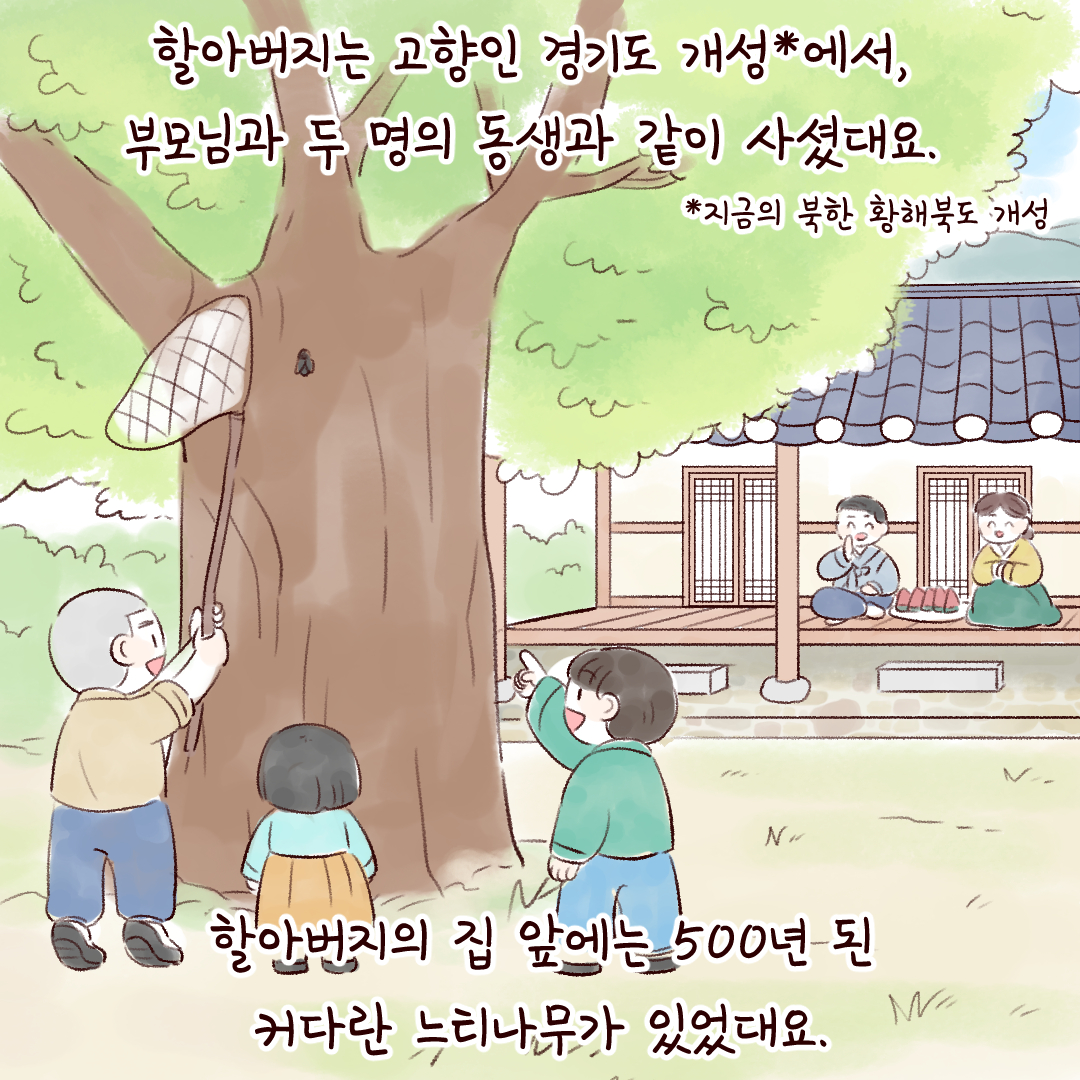 할아버지는 고향인 경기도 개성*에서, 부모님과 두 명의 동생과 같이 사셨대요.
지금의 북한의 황해북도 개성
할아버지의 집 앞에는 500년 된 커다란 느티나무가 있었대요.